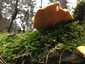 Narancsvörös álrókagomba (Hygrophoropsis aurantiaca), Budai-hegység